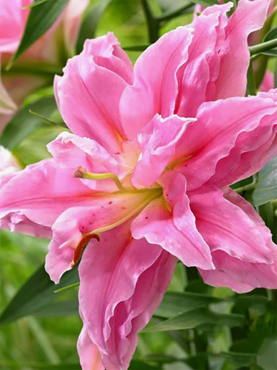 картинка Лилия Льюис восточная махровая от магазина Евродом