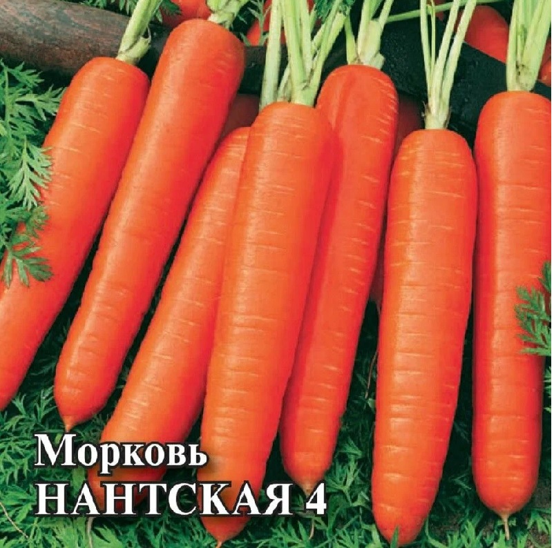 картинка Морковь Нантская 4 25г Г семена от магазина Евродом