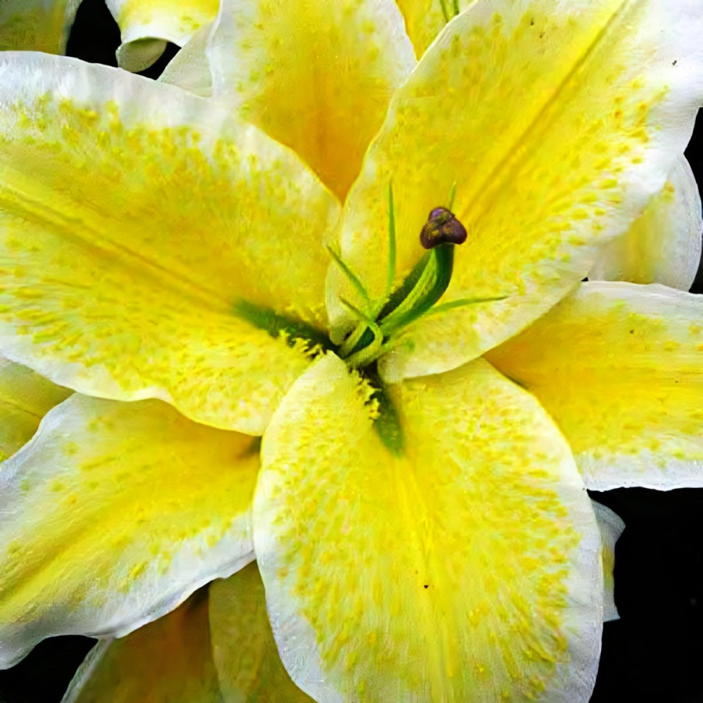 картинка Лилия Санкетчер восточная от магазина Евродом