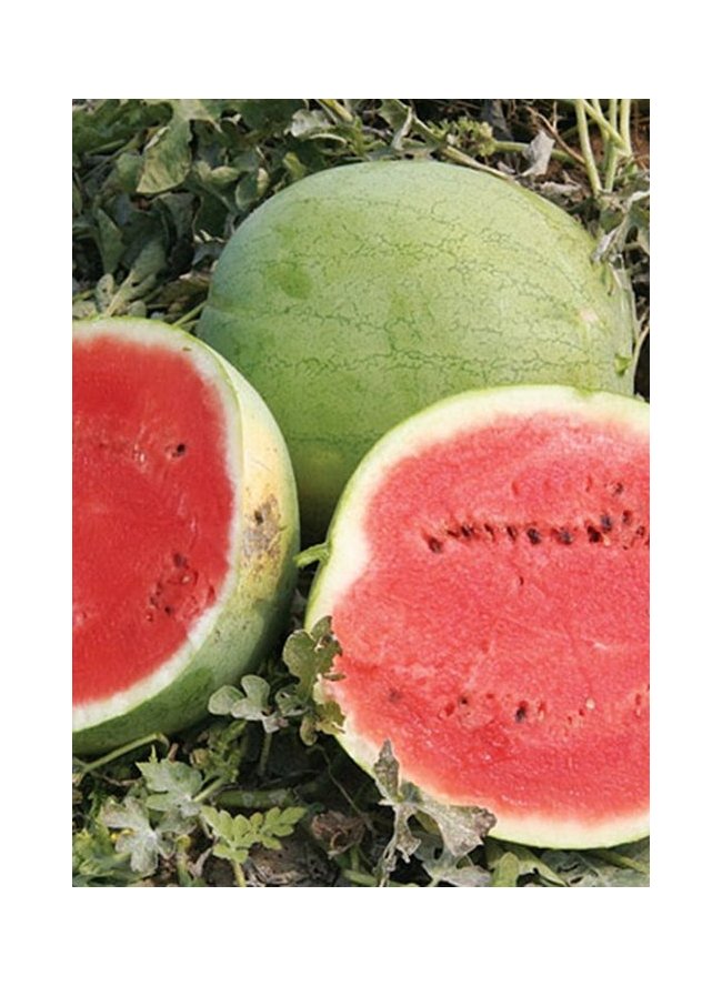 картинка Арбуз Атаманский 1 г Г семена от магазина Евродом