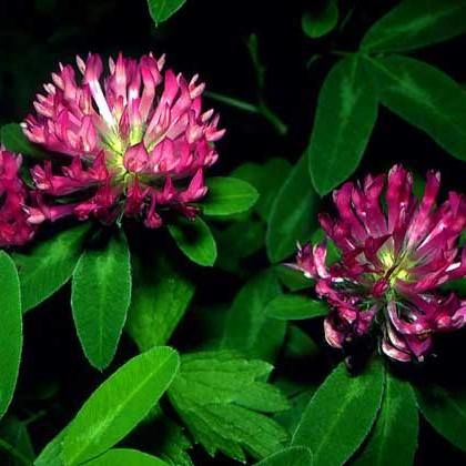 картинка Клевер красный 0,5кг СВТ от магазина Евродом