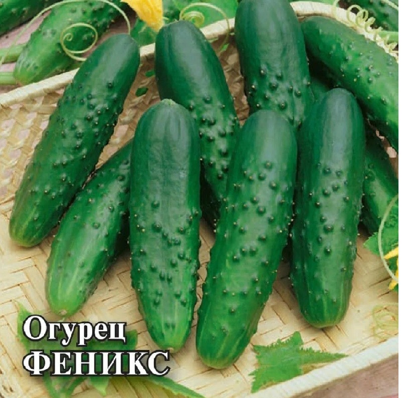 картинка Огурец Феникс 10г Г семена от магазина Евродом