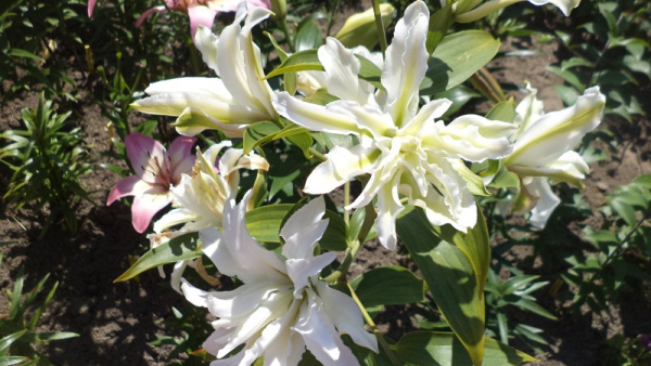 картинка Лилия Полар Стар восточная махровая от магазина Евродом