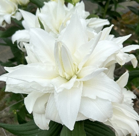 картинка Лилия Стокгольм восточная махровая от магазина Евродом