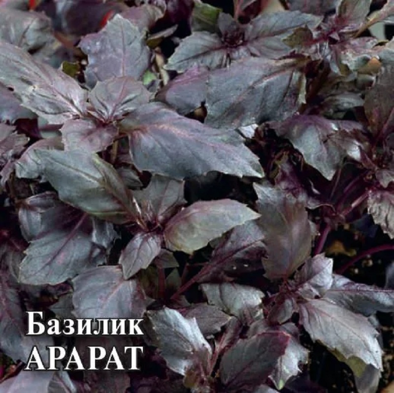 картинка Базилик Арарат 10г Г семена от магазина Евродом